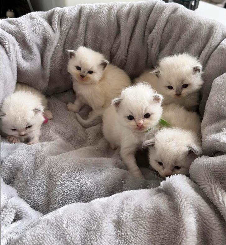 Ragdoll Kittens van Aydın SK-Met Stamboom & Veel Liefde fok, Dieren en Toebehoren, Katten en Kittens | Raskatten | Langhaar, Meerdere dieren