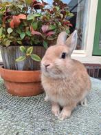 3 lieve konijntjes, Dieren en Toebehoren, Konijnen, Meerdere dieren, Dwerg