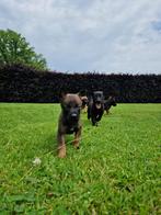 Prachtige x mechelse/Hollandse herderpups met bloedlijnen, Dieren en Toebehoren, Honden | Herdershonden en Veedrijvers, Rabiës (hondsdolheid)