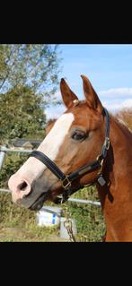 te koop knappe pony, Merrie, Minder dan 160 cm, Dressuurpaard, L