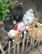 Gezocht: cloaca-sekser voor zijdehoen kuikens, Dieren en Toebehoren, Pluimvee, Geslacht onbekend, Kip