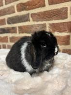 Prachtige jonge minilop voedster mag 23 januari verhuizen, Dieren en Toebehoren, Vrouwelijk, Dwerg, Hangoor, 0 tot 2 jaar