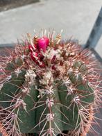 Cactus Melocactus Broadwayii 16cm schaal., Huis en Inrichting, Cactus, Minder dan 100 cm, Ophalen of Verzenden, In pot
