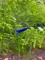 Mooie en gezonde neocaridina garnalen in diverse kleuren, Zoetwatervis, Kreeft, Krab of Garnaal, Schoolvis