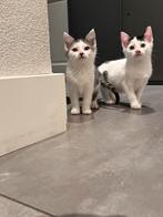 Kittens, Meerdere dieren