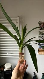 Yucca stek €2, Verzenden, Halfschaduw, Minder dan 100 cm
