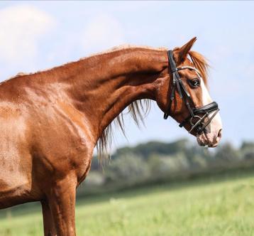 Super knappe en brave 7 jarige e pony beschikbaar voor biedingen