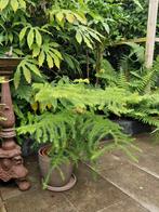Araucaria Kamerden, Ophalen, Zomer, Volle zon