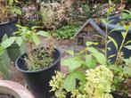 walnoot, zomereik, es, zwarte els, iep, linde, fram, Tuin en Terras, Planten | Bomen, Overige soorten, Minder dan 100 cm, Zomer
