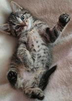 Lieve Bengaalse Kittens, Dieren en Toebehoren, Katten en Kittens | Raskatten | Korthaar, Poes, Ontwormd, 0 tot 2 jaar