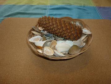 Rieten schaaltje met schelpen en dennenappel in goede staat