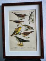Litho Floericke Lijster Karekiet Spotvogel Rietzanger 1922, Ophalen of Verzenden