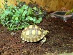 Sulcata (Centrochelys sulcata), Dieren en Toebehoren, Reptielen en Amfibieën, Hagedis