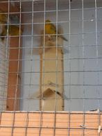 Agaat topaas geel en wit, Dieren en Toebehoren, Meerdere dieren, Kleurkanarie