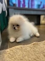 💕Mini Pomeranian 970 gramm 💕, Dieren en Toebehoren, Keeshond, Reu, 8 tot 15 weken, Parvo