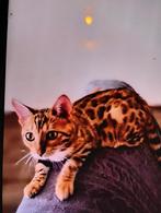 Mooi kitten, Dieren en Toebehoren, Katten en Kittens | Raskatten | Korthaar, Kater, 0 tot 2 jaar