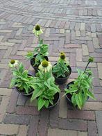 echinacea purperea, Ophalen of Verzenden, Volle zon, Knol