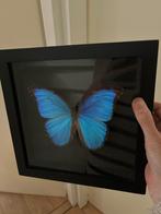 Blue Morpho vlinder in lijst, Opgezet dier, Gebruikt, Ophalen of Verzenden, Insect