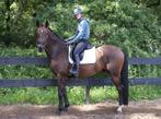 Super brave ruin voor de recreatie/bos/neckrope/bitloos, Dieren en Toebehoren, Paarden, B, Gechipt, Ruin, 170 tot 175 cm