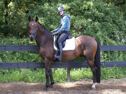 Super brave ruin voor de recreatie/bos/neckrope/bitloos, Dieren en Toebehoren, Paarden, Ruin, B, 170 tot 175 cm, 11 jaar of ouder