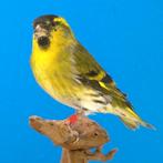 Mooie europese sijzen, Dieren en Toebehoren, Vogels | Overige Vogels, Meerdere dieren, Wildzangvogel