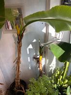 Bananenplant in pot, Huis en Inrichting, Kamerplanten, 100 tot 150 cm, Fruitplant, In pot, Groene kamerplant