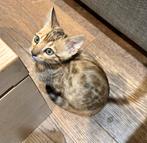 Raszuiver Bengaal poesje met stamboom. Lees beschrijving, Meerdere dieren, 0 tot 2 jaar