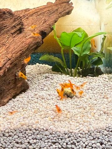  Orange Sakura Sunkiss - Neocaridina Garnalen beschikbaar voor biedingen