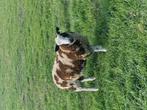 Bonte Dekram, Dieren en Toebehoren, Schapen, Geiten en Varkens, Mannelijk, Schaap
