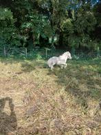 Zeer mooi palomino mini veulen, Dieren en Toebehoren, Pony's, Merrie, Niet van toepassing, Gechipt, 0 tot 2 jaar