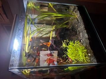 Aquarium superfish 30 beschikbaar voor biedingen