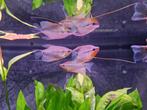 Update stocklist aquarium afdeling de Watermolen, Dieren en Toebehoren, Vissen | Aquariumvissen, Vis, Zoetwatervis, Schoolvis