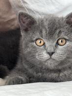 Britse Korthaar 5 maanden oud | Jongetje, Kater, Ontwormd
