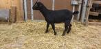 Bokken, stipt black and tan, black and ten en lakenvelder, Dieren en Toebehoren, Schapen, Geiten en Varkens, Meerdere dieren, Geit