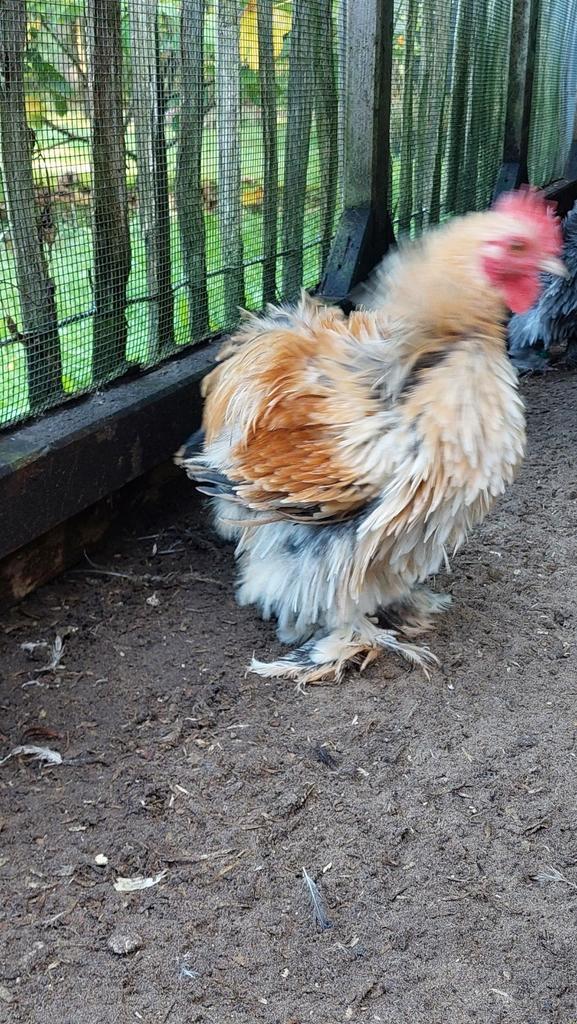 Cochin kriel hanen krulveer en glad 2025 met kln ring, Dieren en Toebehoren, Pluimvee, Kip, Mannelijk