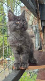 Maine Coon kittens met stamboom - ouders getest, Dieren en Toebehoren, Katten en Kittens | Raskatten | Langhaar, Meerdere dieren