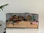 Hamsterkooi, Kooi, Minder dan 75 cm, Minder dan 60 cm, Gebruikt