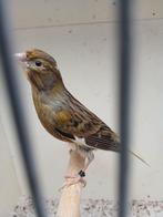 Mooie en goede zang kanarie, Dieren en Toebehoren, Mannelijk, Zangkanarie