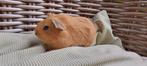 Jonge cavia's ~ California ~, Dieren en Toebehoren, Knaagdieren, Cavia, Augustus, Meerdere dieren, Tam