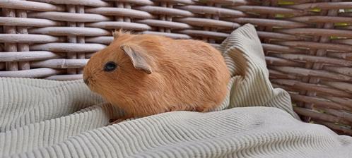 Jonge cavia's ~ California ~, Dieren en Toebehoren, Knaagdieren, Meerdere dieren, Cavia, Augustus, Tam