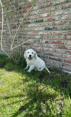 Labradoodle x golden retriever pups reutjes mogen verhuizen, Dieren en Toebehoren, Honden | Retrievers, Spaniëls en Waterhonden