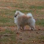 Pomeranian pomeriaan, Dieren en Toebehoren, Reu, 8 tot 15 weken, Eén hond, Nederland