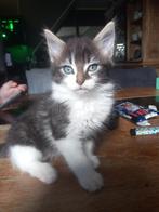 4 hele leuke halve maincoon kittens, Dieren en Toebehoren, Meerdere dieren, Gechipt, 0 tot 2 jaar