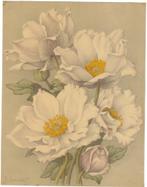 Jan Voerman Jr. litho "Bloemen", zonder datum, Ophalen, Minder dan 50 cm, Gebruikt, Oorspronkelijke maker