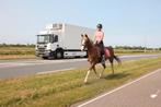 Ontzettende fijne allround merrie bereden en betuigd, Merrie, B, Gechipt, 160 tot 165 cm