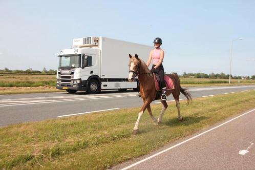 Ontzettende fijne allround merrie bereden en betuigd, Dieren en Toebehoren, Paarden, Merrie, B, 160 tot 165 cm, 11 jaar of ouder