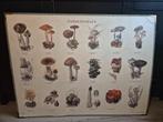 Paddestoelen schoolplaat, Antiek en Kunst, Ophalen, Natuur en Biologie