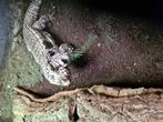 Tupinambis merianae sp blue 1.0, Dieren en Toebehoren, Reptielen en Amfibieën, Hagedis, 7 tot 10 jaar