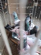 Pakistaanse hoogvliegers, Dieren en Toebehoren, Vogels | Duiven, Meerdere dieren, Overige soorten