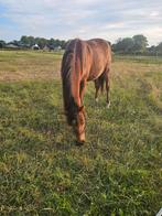 D pony met top Afstamming en fijn karakter, Merrie, Niet van toepassing, 0 tot 2 jaar, Recreatiepony